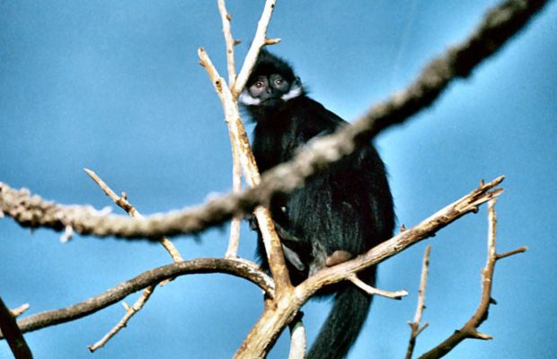 Delacour's langur in Ba Be National Park